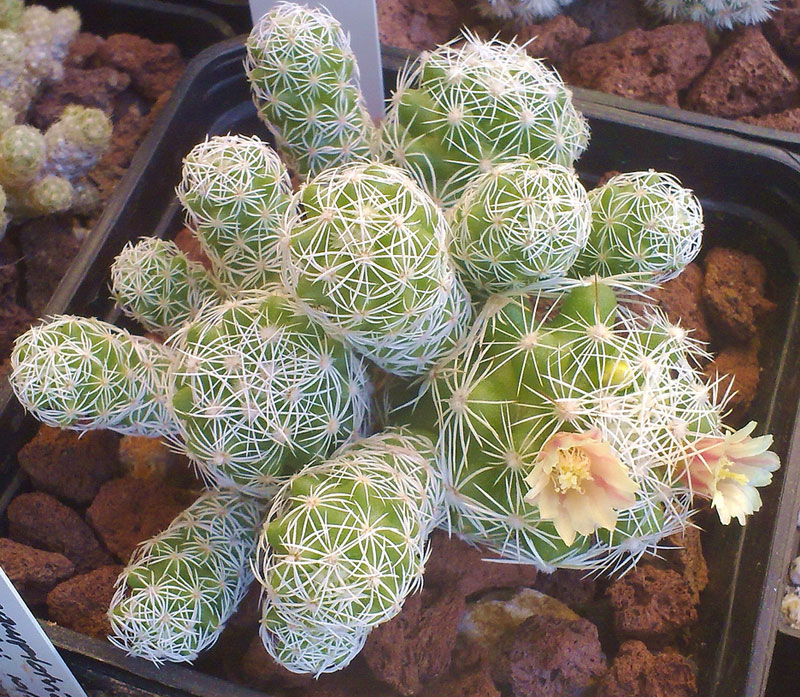 Mammillaria gracilis